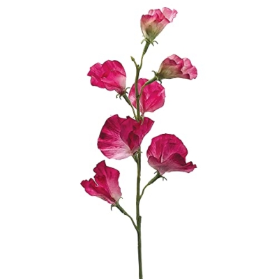 Product: 22" Sweet Pea Spray Two Tone Fuchsia (Pack of 12)