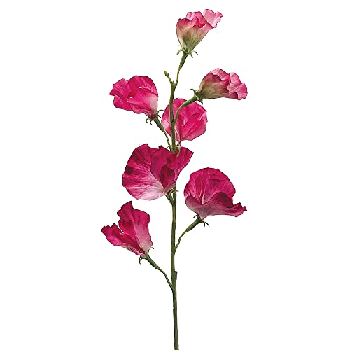 22" Sweet Pea Spray Two Tone Fuchsia (Pack of 12) - Artificial Flower Arrangements Product: 22" Sweet Pea Spray Two Tone Fuchsia (Pack of 12)