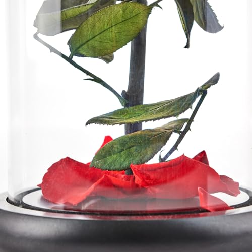 Silky Flower Store Preserved Red Rose Glass Dome Decorative Accent, Timeless Rose by Sharper Image, 10cm 4 4 Product: Sharper Image Timeless Rose