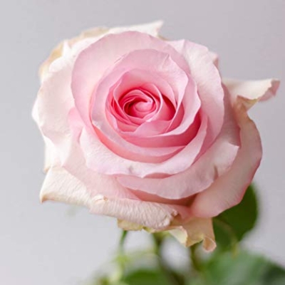 Silky Flower Store Farm Direct Fresh Pink Roses from Ecuador, 50 Stems, Fresh Floral Arrangement 50cm 9 9 Product: Farm Direct 50 Fresh Pink Roses | Fresh Flowers Roses from Ecuador