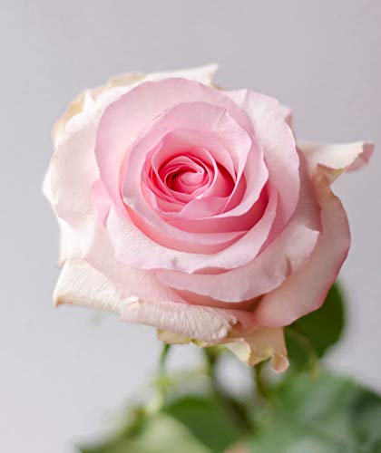 Silky Flower Store Farm Direct Fresh Pink Roses from Ecuador, 50 Stems, Fresh Floral Arrangement 50cm 2 2 Product: Farm Direct 50 Fresh Pink Roses | Fresh Flowers Roses from Ecuador