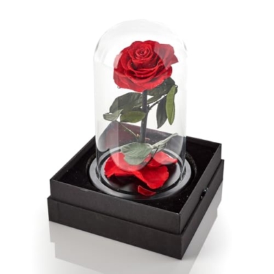 Silky Flower Store Preserved Red Rose Glass Dome Decorative Accent, Timeless Rose by Sharper Image, 10cm 14 14 Product: Sharper Image Timeless Rose