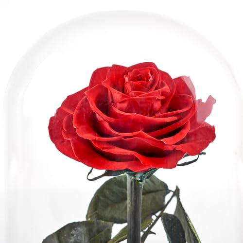 Silky Flower Store Preserved Red Rose Glass Dome Decorative Accent, Timeless Rose by Sharper Image, 10cm 3 3 Product: Sharper Image Timeless Rose