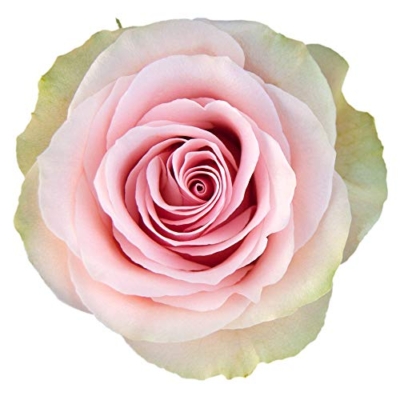Silky Flower Store Farm Direct Fresh Pink Roses from Ecuador, 50 Stems, Fresh Floral Arrangement 50cm 11 11 Product: Farm Direct 50 Fresh Pink Roses | Fresh Flowers Roses from Ecuador