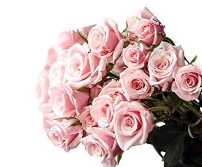 Silky Flower Store Farm Direct Fresh Pink Roses from Ecuador, 50 Stems, Fresh Floral Arrangement 50cm 12 12 Product: Farm Direct 50 Fresh Pink Roses | Fresh Flowers Roses from Ecuador