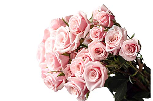 Silky Flower Store Farm Direct Fresh Pink Roses from Ecuador, 50 Stems, Fresh Floral Arrangement 50cm 5 5 Product: Farm Direct 50 Fresh Pink Roses | Fresh Flowers Roses from Ecuador