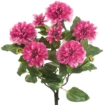 Product: 18" Zinnia Bush x5 Two Tone Beauty (Pack of 12)
