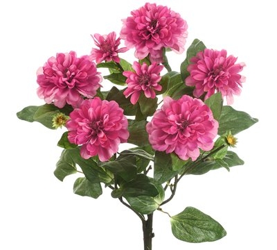 Product: 18" Zinnia Bush x5 Two Tone Beauty (Pack of 12)