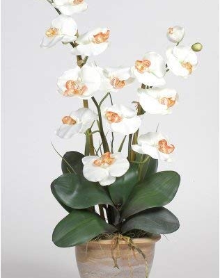 Silky Flower Store Double Stem Phalaenopsis Silk Orchid Arrangement, Faux White Orchid Table Decor, Long Lasting Artificial Floral Display, 32.5cm 4 4 Product: Double Stem Phalaenopsis Silk Orchid Arrangement