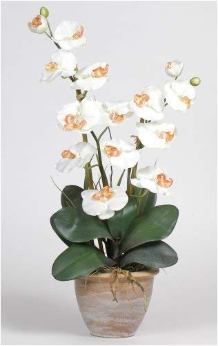 Silky Flower Store Double Stem Phalaenopsis Silk Orchid Arrangement, Faux White Orchid Table Decor, Long Lasting Artificial Floral Display, 32.5cm 1 1 Product: Double Stem Phalaenopsis Silk Orchid Arrangement