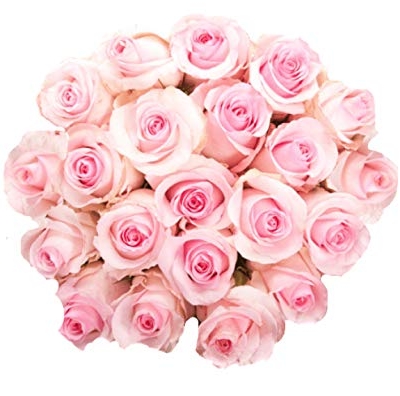 Product: Farm Direct 50 Fresh Pink Roses | Fresh Flowers Roses from Ecuador
