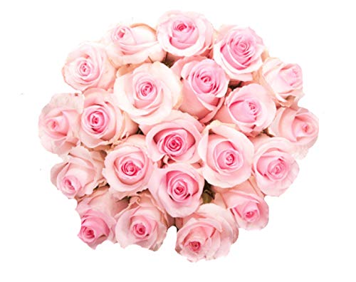 Farm Direct 50 Fresh Pink Roses | Fresh Flowers Roses from Ecuador - Artificial Flower Arrangements Product: Farm Direct 50 Fresh Pink Roses | Fresh Flowers Roses from Ecuador