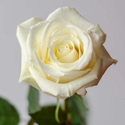 Silky Flower Store Fresh White Roses Ecuadorian, Farm Direct 50 Stem Bouquet, Valentines Pre Order, 50cm 5 5 Product: Farm Direct 50 Fresh White Roses | Premium Ecuadorian Roses. Pre order for Valentines!
