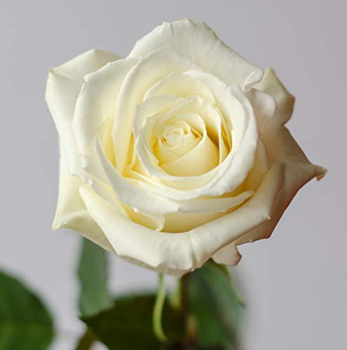 Silky Flower Store Fresh White Roses Ecuadorian, Farm Direct 50 Stem Bouquet, Valentines Pre Order, 50cm 2 2 Product: Farm Direct 50 Fresh White Roses | Premium Ecuadorian Roses. Pre order for Valentines!