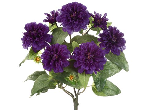 Product: 18" Zinnia Bush x5 Purple (Pack of 12)
