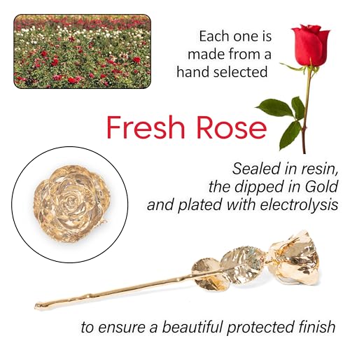 Silky Flower Store 24K Gold Dipped Long Stem Preserved Rose Gift for Wife, Mother, Best Friend, Elegant Display 32.5cm 3 3 Product: VonDelve 24K Gold Dipped Long Stem Real Rose, Natural Handpicked Genuine Flower Preserved as an Everlasting Keepsake for Wife, Mother or Best Friend, Birthday or Anniversary