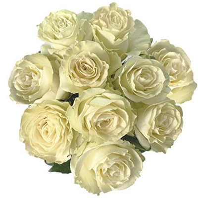 Product: Farm Direct 50 Fresh White Roses | Premium Ecuadorian Roses. Pre order for Valentines!