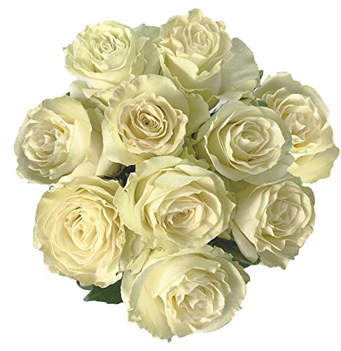 Farm Direct 50 Fresh White Roses | Premium Ecuadorian Roses. Pre order for Valentines! - Artificial Flower Arrangements Product: Farm Direct 50 Fresh White Roses | Premium Ecuadorian Roses. Pre order for Valentines!