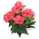 Product: SilksAreForever 15" IFR Artificial Hibiscus Flower Bush -Red/Pink (Pack of 6)