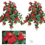 Product: Arcadia Silk Plantation 29" Artificial Hibiscus Hanging Flower Bushes, with No Pot, (Pack of 4)