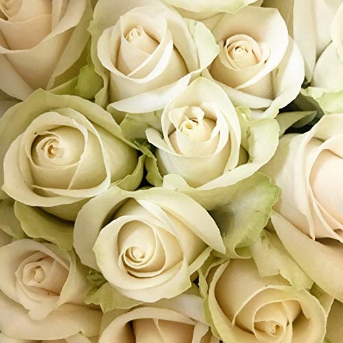 Silky Flower Store Fresh White Roses Ecuadorian, Farm Direct 50 Stem Bouquet, Valentines Pre Order, 50cm 1 1 Product: Farm Direct 50 Fresh White Roses | Premium Ecuadorian Roses. Pre order for Valentines!