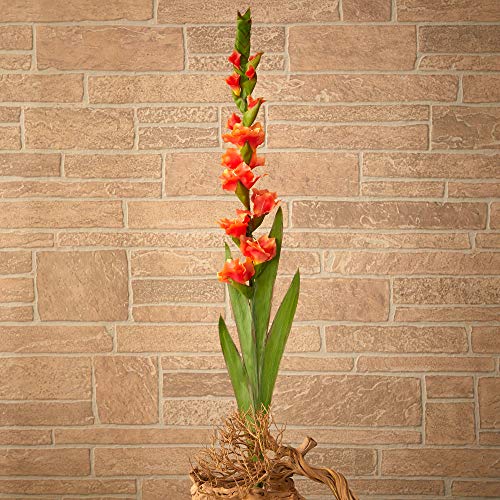 Silky Flower Store Artificial Gladiolus Flower Set of 3, Nearly Natural Faux Floral Stems, Indoor Home Décor, 46in. 3 3 Product: Nearly Natural 46in. Gladiolus Artificial Flower (Set of 3)