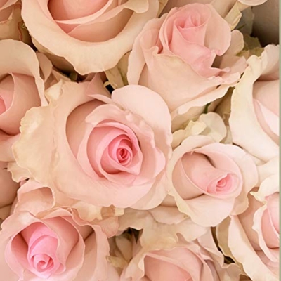 Silky Flower Store Farm Direct Fresh Pink Roses from Ecuador, 50 Stems, Fresh Floral Arrangement 50cm 8 8 Product: Farm Direct 50 Fresh Pink Roses | Fresh Flowers Roses from Ecuador