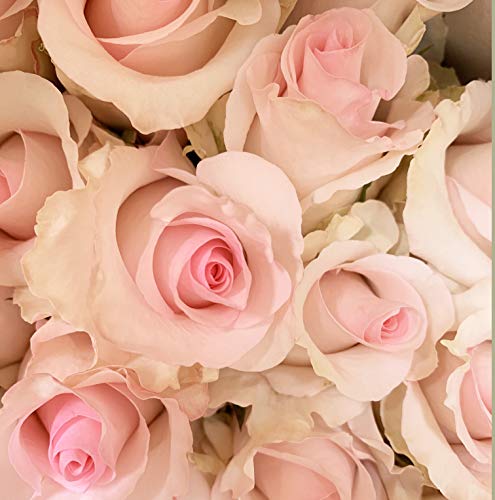 Silky Flower Store Farm Direct Fresh Pink Roses from Ecuador, 50 Stems, Fresh Floral Arrangement 50cm 1 1 Product: Farm Direct 50 Fresh Pink Roses | Fresh Flowers Roses from Ecuador