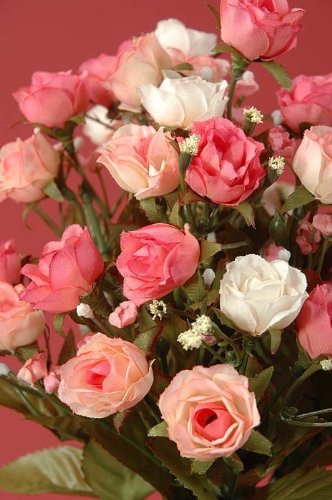 Product: 12" Sweetheart Rose Bush x14 Pink Cream (Pack of 24)