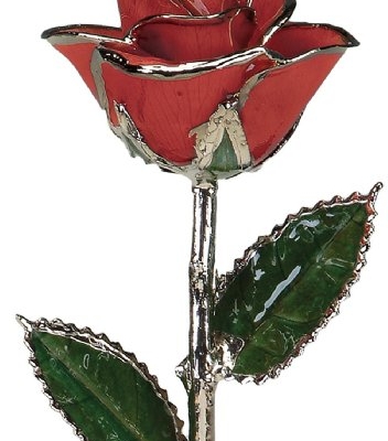 Product: Allmygold One 11 inch Laquered Red Rose with Platinum Trim