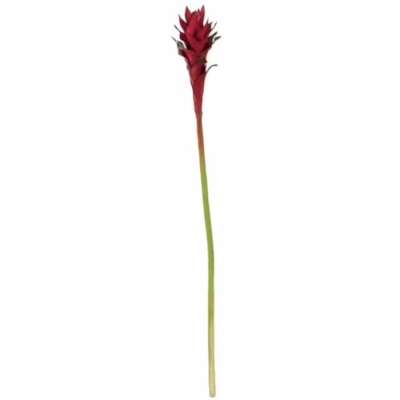 Product: SilksAreForever 32" Artificial Guzmania Bromeliad Flower Stem -Red (Pack of 12)