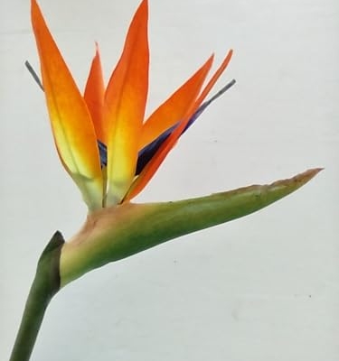 Product: 6 Steams 31-inch Orange Bird of Paradise Stem, Tropical Silk Flower Floral Arrangements for Wedding, Birthday Party Decoration, Christmas, Valentine's Day, Mother's Day,Anniversary, Graduation Garland
