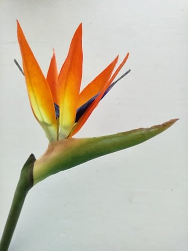 Product: 6 Steams 31-inch Orange Bird of Paradise Stem, Tropical Silk Flower Floral Arrangements for Wedding, Birthday Party Decoration, Christmas, Valentine's Day, Mother's Day,Anniversary, Graduation Garland