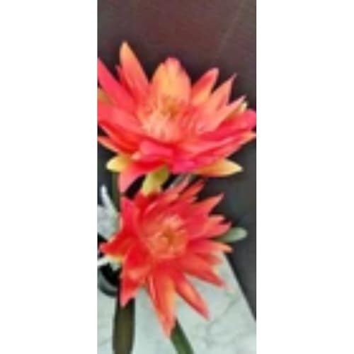 Silky Flower Store Red Amaryllis Silk Floral Arrangement, Artificial Flowers with Bulb, Crimson Faux Stem, 9in 1 1 Product: Amaryllis with Bulb Silk Floral Arrangements Red Artificial Flowers