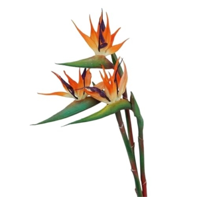 Product: WwWsyfdc 3pcs Simulated Bird of Paradise Flowers, Fake Bird of Paradise Strelitzia, Imitation Silk Plants for Home Office Wedding Table Decoration(3pcs-Orange,Small)