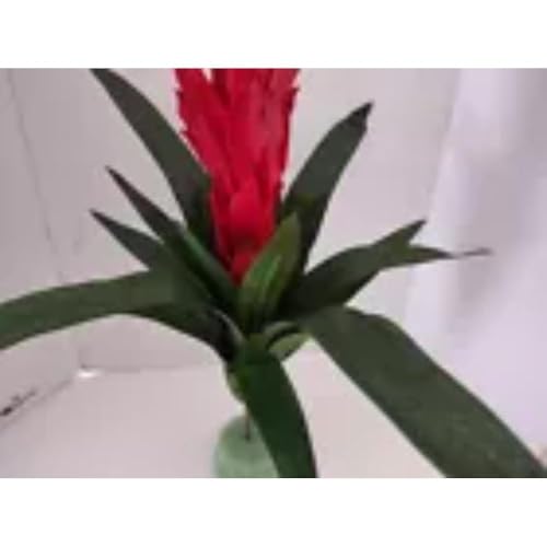 Silky Flower Store Artificial Bromeliad Plant Silk Floral Arrangement, Scarlet Amber Faux Decor, 16″ 1 1 Product: Bromeliad Plant Silk Floral Arrangements Artificial Flowers