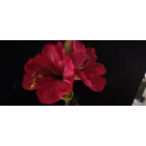 Product: Amaryllis Christmas Decoration Red Artificial Flowers