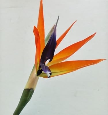 Product: 6 Steams 31-inch Orange Bird of Paradise Stem, Tropical Silk Flower Floral Arrangements for Wedding, Birthday Party Decoration, Christmas, Valentine's Day, Mother's Day,Anniversary, Graduation Garland