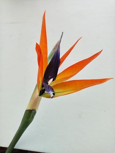 Product: 6 Steams 31-inch Orange Bird of Paradise Stem, Tropical Silk Flower Floral Arrangements for Wedding, Birthday Party Decoration, Christmas, Valentine's Day, Mother's Day,Anniversary, Graduation Garland
