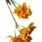 Product: Jucgghk Vivid and Realistic Floral Art 5 PCS Yellow Artificial Daffodil,Beautiful Spring Flowers for Wedding Bridal Bouquets, Floral Arrangement, Table Centerpieces, Home Decorations
