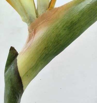 Product: 6 Steams 31-inch Orange Bird of Paradise Stem, Tropical Silk Flower Floral Arrangements for Wedding, Birthday Party Decoration, Christmas, Valentine's Day, Mother's Day,Anniversary, Graduation Garland