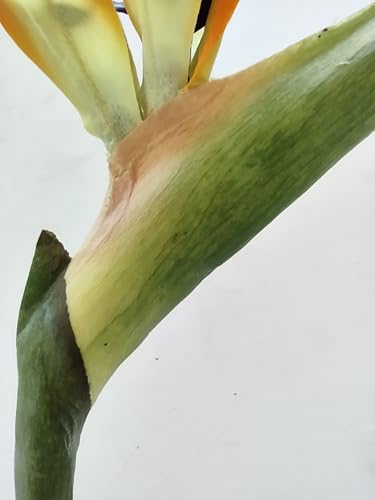 Product: 6 Steams 31-inch Orange Bird of Paradise Stem, Tropical Silk Flower Floral Arrangements for Wedding, Birthday Party Decoration, Christmas, Valentine's Day, Mother's Day,Anniversary, Graduation Garland