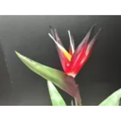 Silky Flower Store Red Bird of Paradise Silk Table Decoration, Artificial Tropical Flower Arrangement, Crimson Faux Floral Accent, 19in 4 4 Product: Red Bird of Paradise Table Decoration Silk Arrangements Artificial Flowers