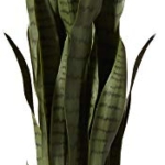 Product: Nearly Natural, Green 4855 35in. Sansevieria with Black Planter