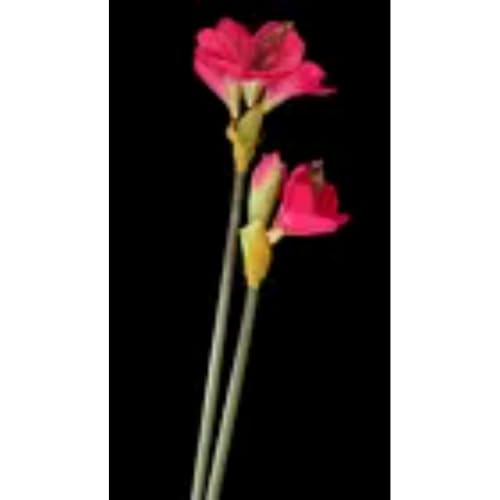 Silky Flower Store Red Amaryllis Stem Silk Artificial Floral Arrangement, Faux Silk Crimson Floral Decor, 20in 1 1 Product: Amaryllis Stem Silk Floral Arrangements Red Artificial Flowers