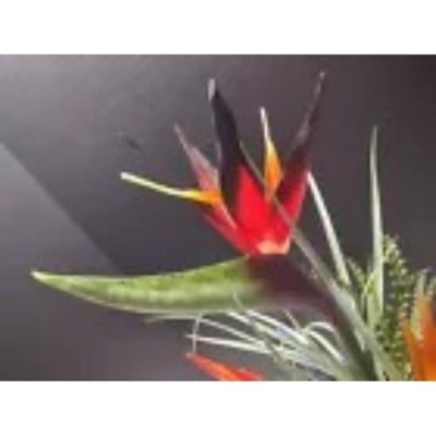 Silky Flower Store Bird of Paradise Artificial Flower Table Decoration, Tropical Centerpiece, Weddings, 17in 5 5 Product: Bird of Paradise Table Decoration On Disc, Weddings, Centerpiece Rd Artificial Flowers