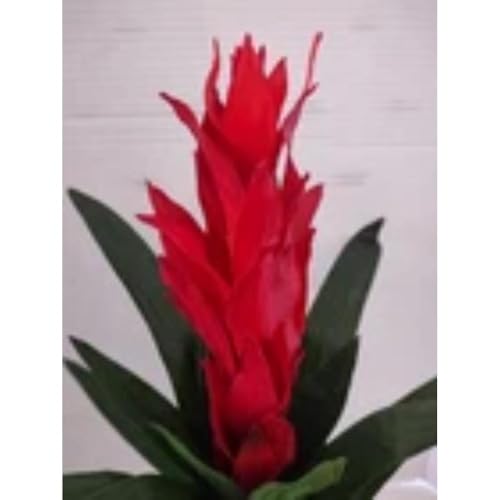 Silky Flower Store Artificial Bromeliad Plant Silk Floral Arrangement, Scarlet Amber Faux Decor, 16″ 4 4 Product: Bromeliad Plant Silk Floral Arrangements Artificial Flowers