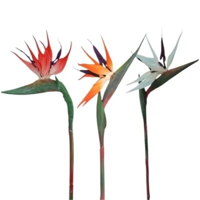 Product: WwWsyfdc 3pcs Simulated Bird of Paradise Flowers, Fake Bird of Paradise Strelitzia, Imitation Silk Plants for Home Office Wedding Table Decoration(3pcs-Red Orange Blue,Large)