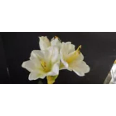 Product: Amaryllis Christmas Decoration White Artificial Flowers