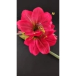 Product: Amaryllis Stem Silk Floral Arrangements Red Artificial Flowers